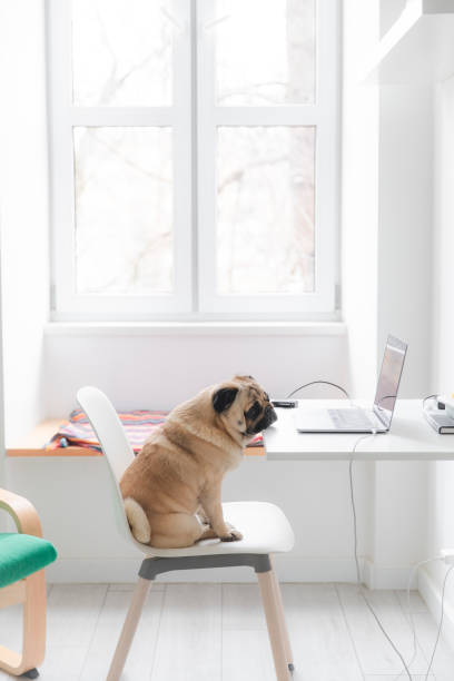 istock Having a great working day at home with dog 1201185957