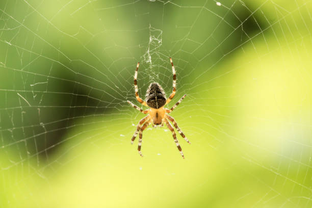 istock Spider in the middle of spider-web on green background 1201186348