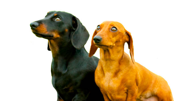 istock Miniature Dachshund Dog 1201187339