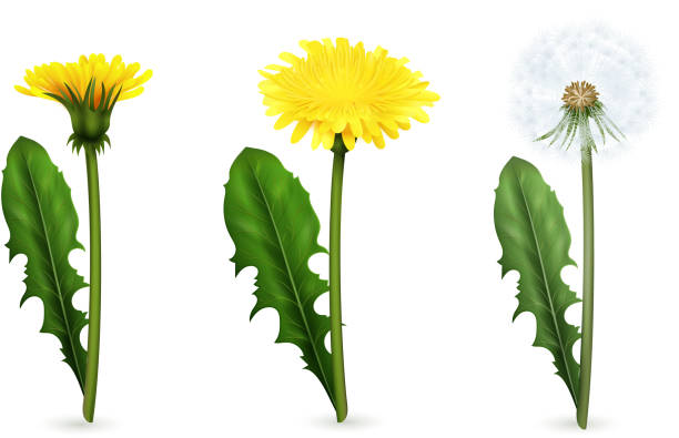 realistische löwenzahn-set - flower dandelion stock-grafiken, -clipart, -cartoons und -symbole