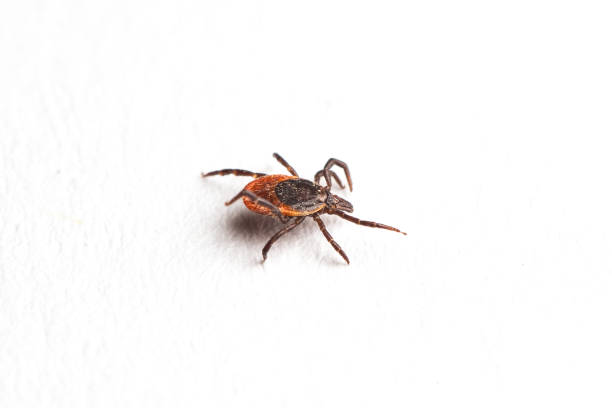 istock Wood tick, Ixodes ricinus, specimen - angled side view, isolated on white 1201189376