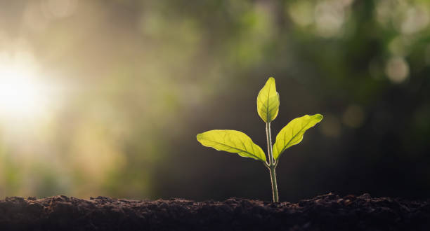 istock small tree growing in garden with morning light. concept eco and save earth 1201189628