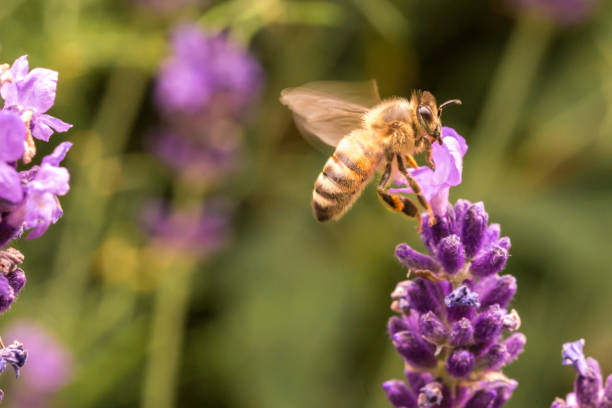 istock Bee pollination on a lavender flower. Macro photo. Close up. 1201190386