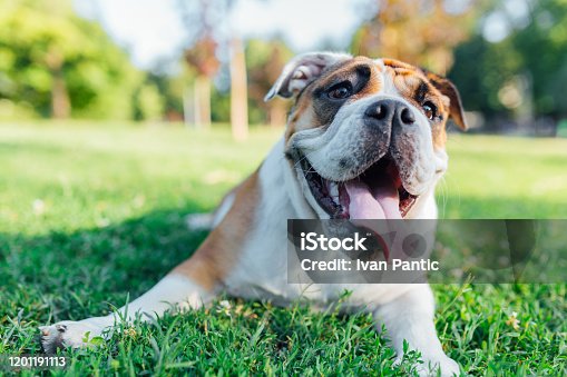 istock English Bulldog playing in the grass 1201191113