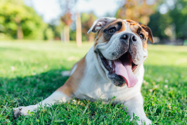 English Bulldog playing in the grass Cute dog, an English Bulldog laying in the grass panting photos stock pictures, royalty-free photos & images