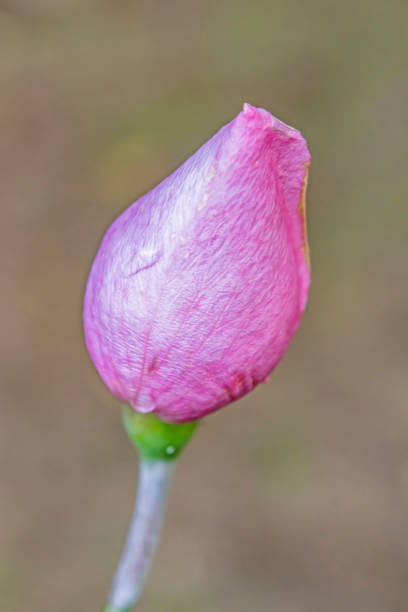 istock close up  pink rosebud in nature 1201191678