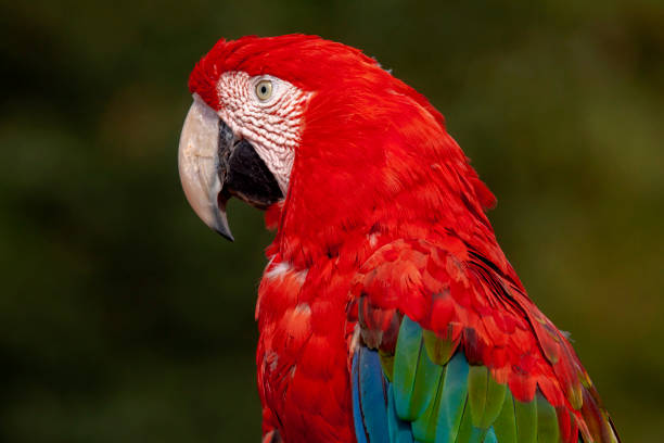 Green-winged macaw, ara chloroptera, in close-up Shooting at 200 mm, 200 iso, f 7.1, 1/500 second green winged macaw ara chloroptera stock pictures, royalty-free photos & images