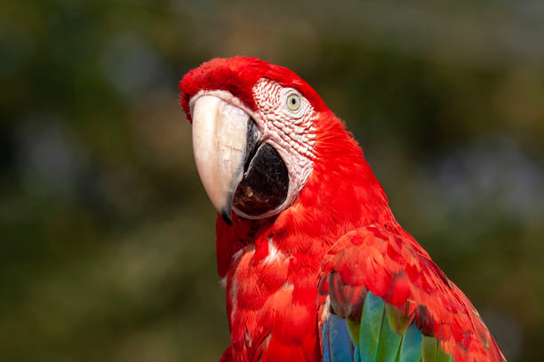 Green-winged macaw, ara chloroptera, in close-up Shooting at 200 mm, 200 iso, f 8, 1/500 second green winged macaw ara chloroptera stock pictures, royalty-free photos & images