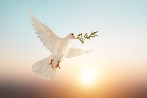 istock white dove or white pigeon carrying olive leaf branch on pastel background and clipping path and international day of peace 1201193337