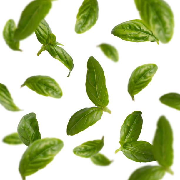 istock Flying spinach or basil leaves isolated on white background 1201193477
