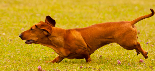istock Miniature Dachshund Dog 1201193660