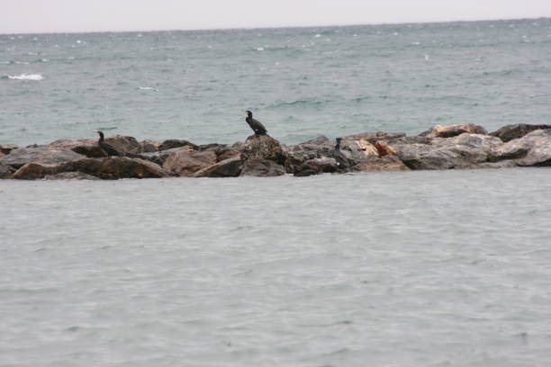 istock Cormorants enjoy the water 1201193866
