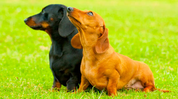 istock Miniature Dachshund Dog 1201193927