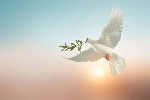 istock white dove or white pigeon carrying olive leaf branch on pastel background and clipping path and international day of peace 1201194477