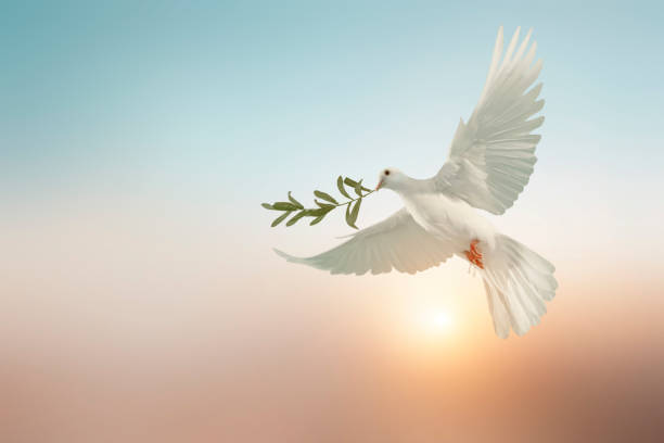 白鴿或白鴿攜帶橄欖葉枝在柔和的背景和剪報路徑和國際和平日 - 宗教 個照片及圖片檔