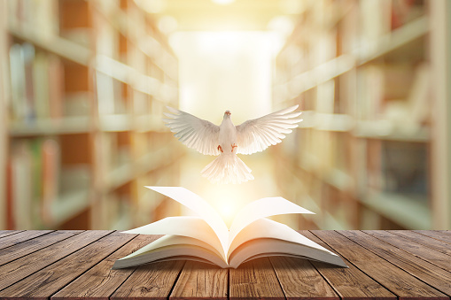 White pigeons fly out of books