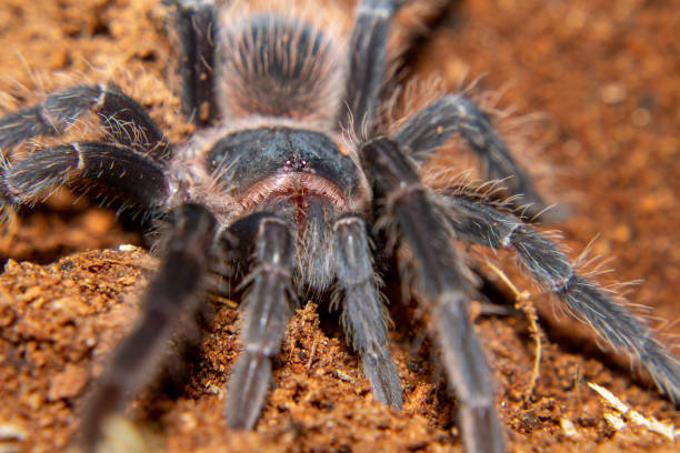 istock lasiodora parahybana 1201194513