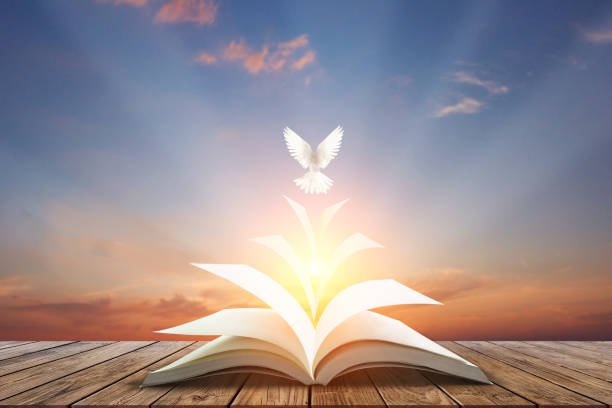 White pigeons fly out of books that are flicked by the wind in beautiful light on sunset background.freedom concept and international day of peace White pigeons fly out of books that are flicked by the wind in beautiful light on sunset background.freedom concept and international day of peace dove bird photos stock pictures, royalty-free photos & images