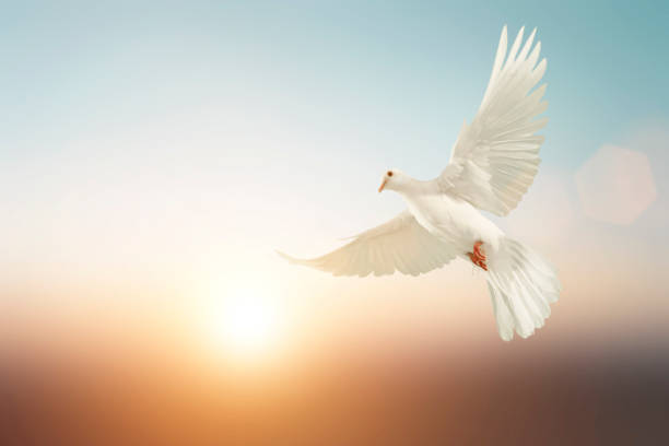 자유 개념과 클리핑 경로파스텔 빈티지 배경에 흰색 비둘기 비행 - 비둘기 뉴스 사진 이미지