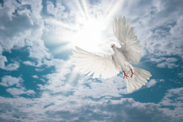 istock white dove flying on sky in beautiful light for freedom concept 1201194676