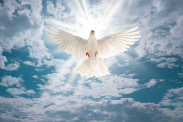 istock white dove flying on sky in beautiful light for freedom concept 1201194696
