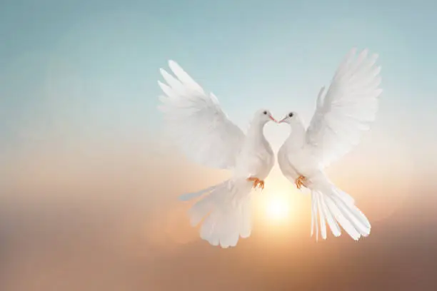 Photo of White pigeons flying in heart shape on pastel background and Valentine's Day