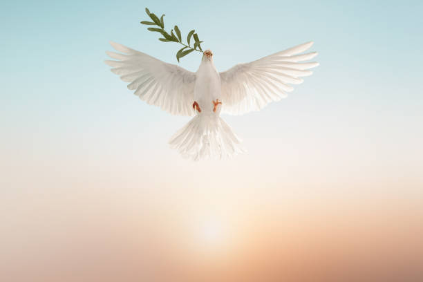 white dove or white pigeon carrying olive leaf branch on pastel background and clipping path and international day of peace white dove or white pigeon carrying olive leaf branch on pastel background and clipping path and international day of peace war bird stock pictures, royalty-free photos & images