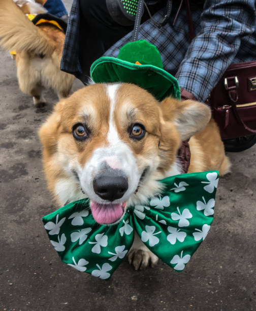 istock Dog Pembroke Welsh Corgi 1201194987