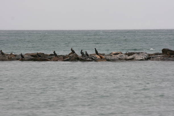 istock Cormorants enjoy the water 1201195059