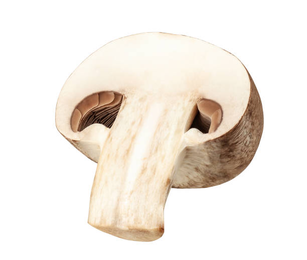 istock One fresh mushroom champignon cut in half isolated on white background with clipping path 1201195275