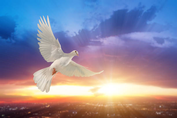istock white dove flying on sky in beautiful light for freedom concept 1201195349