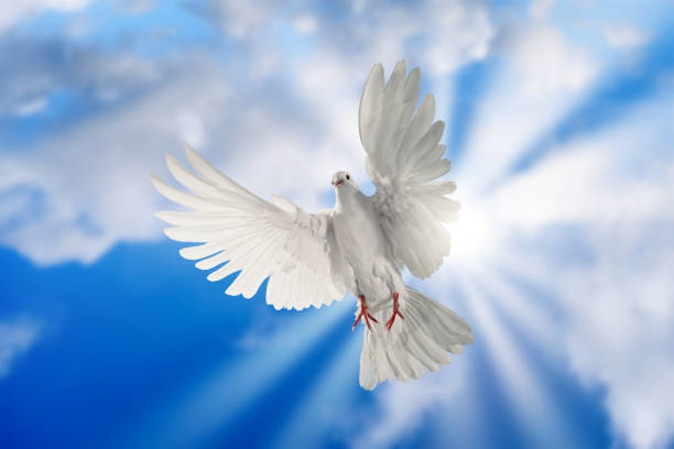 istock white dove flying on sky in beautiful light for freedom concept 1201195357