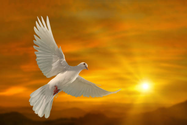 istock white dove flying on sky in beautiful light for freedom concept 1201195374