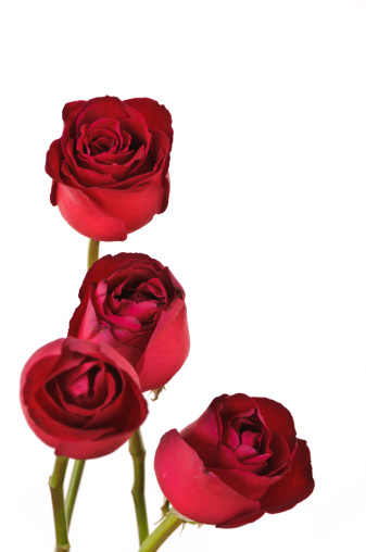 4 red roses on white background