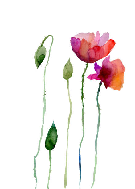 маковые цветы стилизованная иллюстрация - stem poppy fragility flower stock illustrations