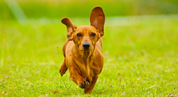 istock Miniature Dachshund Dog 1201197887