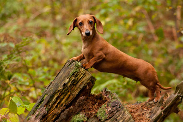cane dachshund in miniatura - four legged foto e immagini stock