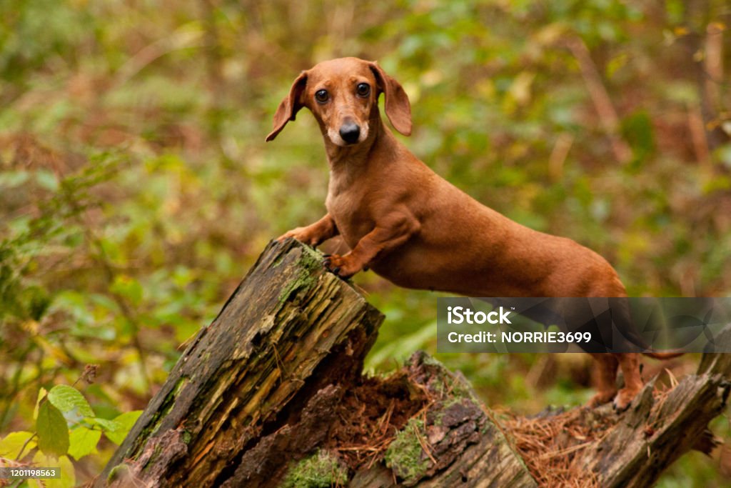Miniature Dachshund Dog One of the world's best loved dog breeds, the Miniature Dachshund....otherwise known as a 'Sausage Dog' Dachshund Stock Photo