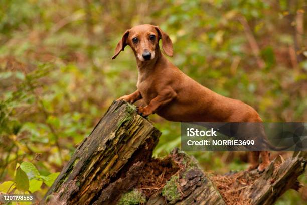 Miniature Dachshund Dog Stock Photo - Download Image Now - Dachshund, Small, Miniature Dachshund