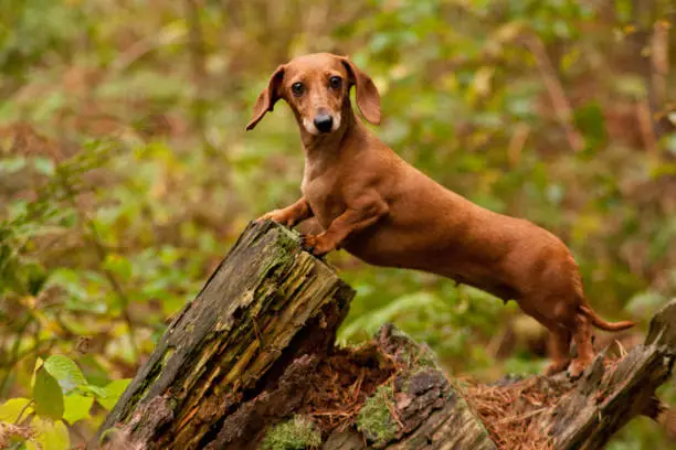 One of the world's best loved dog breeds, the Miniature Dachshund....otherwise known as a 'Sausage Dog'