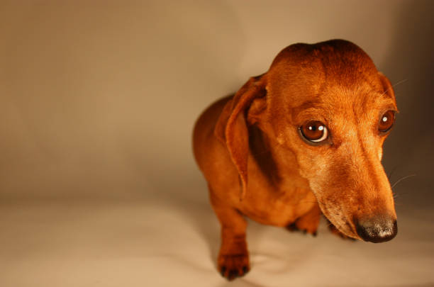 istock Miniature Dachshund Dog 1201198626