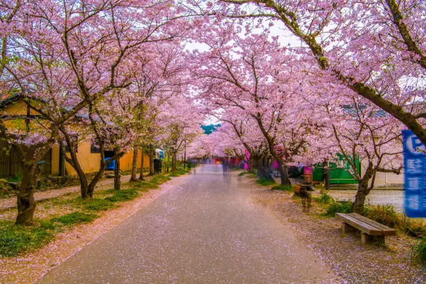 row of cherry trees in a nostalgic atmosphere, fukuoka, japan