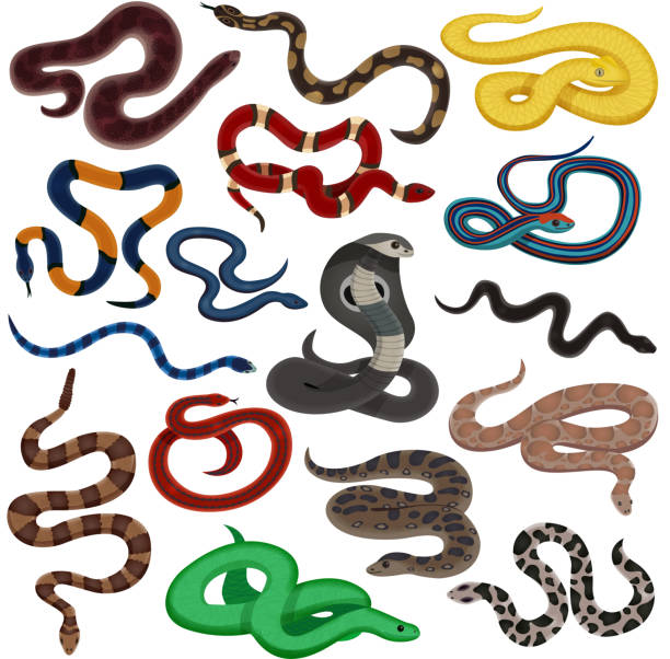 snake animal reptiles set Reptiles decorative icons set of venomous snake creatures of different colors and skin patterns isolated vector illustration venom symbol stock illustrations