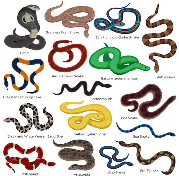 ilustrações de stock, clip art, desenhos animados e ícones de snake reptiles - snake cobra cartoon rattlesnake