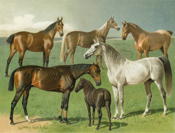 Arabian horse - Norfolk horse, Hungarian horseOriginal edition from my own archivesSource : 