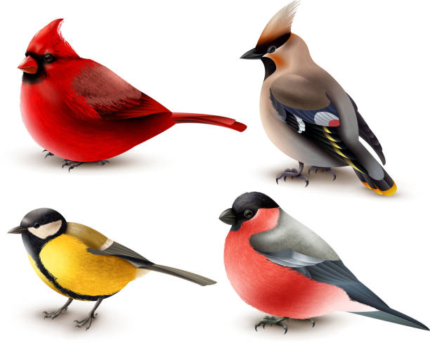 winter birds set Set of winter birds with red cardinal, titmouse, waxwing and bullfinch, 3d design isolated vector illustration northern cardinal stock illustrations