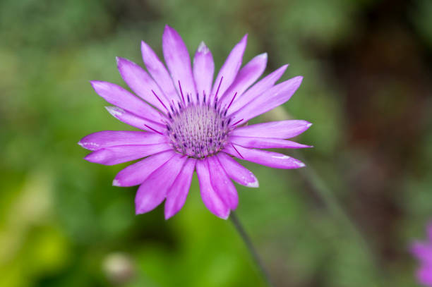 Xeranthemum annuum, annual everlasting immortelle in bloom