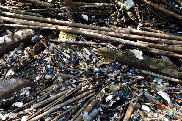 istock Rubbish at the Mangrove Forest 1201200320