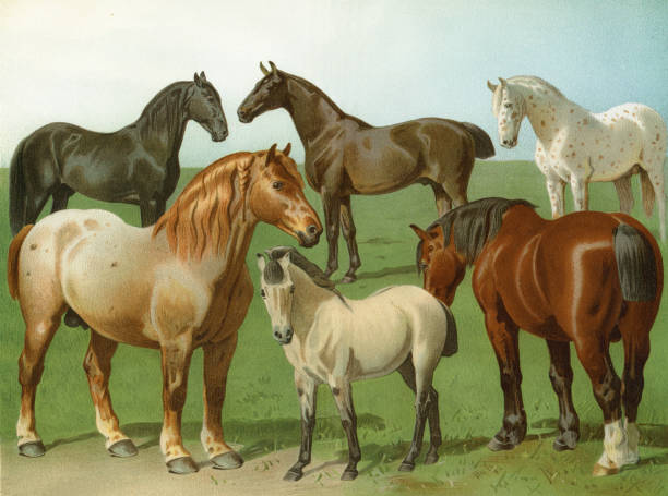 Neapolitian horse - Belgian horse, Oldenburger horse - Pinzgauer - Clydesdale Horse - Swedish Pony - cold-blood horseOriginal edition from my own archivesSource : 