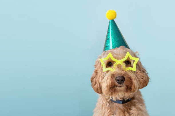 cane carino che indossa cappello da festa e occhiali - occhiali giocattolo foto e immagini stock